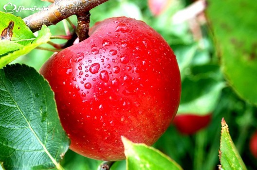 Günde yalnızca bir Elma yememiz , bizi toksinlerden kaynaklanan bir çok hastalığa karşı koruyacaktır.