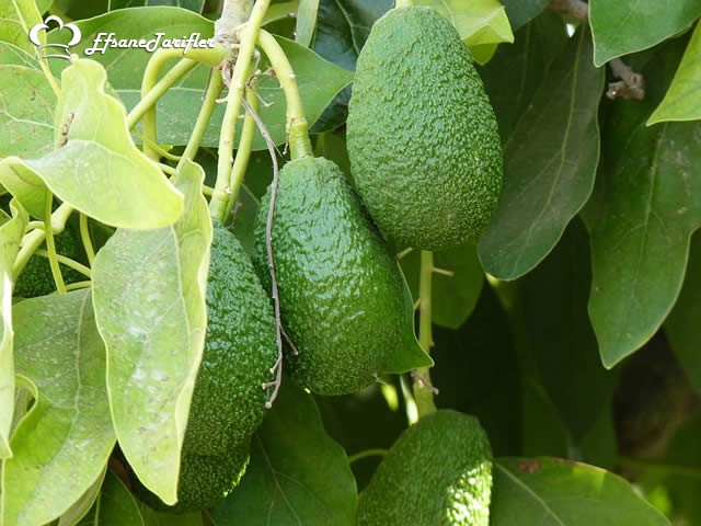 Lezzetli ve Bol Vitaminli Avokado Tarifi Porsiyonu