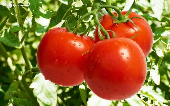 Daha lezzetli ve besin değeri daha yüksek  domatesler için ,Domateslerimizi kuru ve hava alan sepet içerisinde gölgede oda sıcaklığında tutmalıyız .