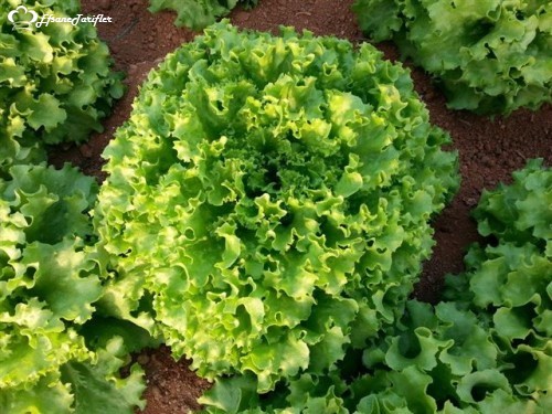 Farklı nedenlerden dolayı uyku problemi yaşıyorsanız akşamları bir miktar marul salatası tüketimi deliksiz bir uyku çekmenize yardımcı olacaktır.