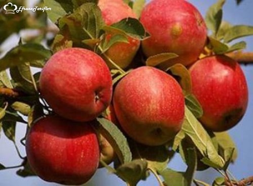  Kastamonu Elması  yörenin en bilindik meyvesi olsada meyve çeşitliliği yönünden oldukta zengindir . Üryani eriği, Tosya üzümü, İnebolu kestanesi, kirazı, Azdavay armudu, Araç ceviz ve kızılcığı bölgenin diğer zenginlikleridir .