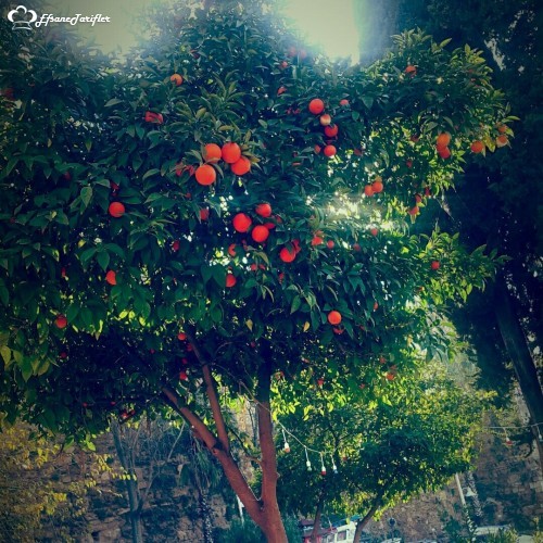 Portakalll ağacı ☺